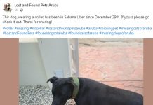 Fundacion di rescate di mascota a registra hopi melding pa mascotanan perdi