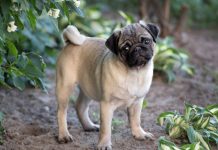 Hulanda kier prohibi cacho cu nanishi flat y pushi cu horea dobla pa preveni sufrimento di animal