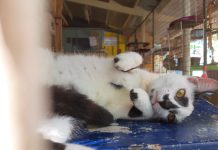 Ruthy Vrieswijk-Bergen a haci donacion na Aruba Animal Shelter