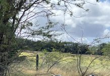 Sushi benta rond di e isla no ta stop