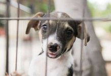 Organisacionnan defensor di animal ta tumando accion legal contra Curaçao Animal Protection Foundation