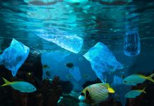 Plastic: mi kier contribui positivamente – na unda por mi por deposita esakinan?