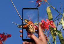 Reconoce naturalesa Caribense cu un solo klik cu ObsIdentify