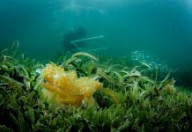 Yerba di lama invasivo ta pusha kimakima indigeno den Caribe un banda