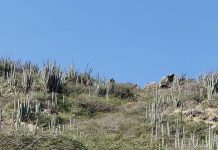 DOW ta pidi pa no subi Hooiberg mientras construccion ta andando