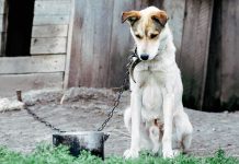 Mester bin mas conscientisacion pa abandono y maltrato di cacho
