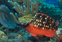 Gutu: Mantenedo Importante di Rif di Coral