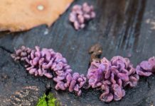 Homber infecta cu beskem mortal ta haci historia medico