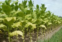 31 di mei: Dia Internacional Sin Tabaco “Cultiva alimento, no tabaco”