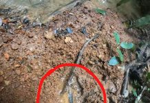 Colombia: A haya señalnan nobo di e muchanan cu ta perdi den selva Amazonico