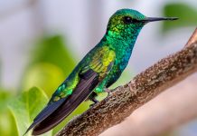 Dia Mundial di Parhanan Migratorio 2023; Awa ta sostene bida di parha