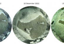 Malesa di coral Stony Coral Tissue Loss Disease na Aruba