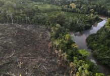 Paisnan den Union Europeo ta adopta ley prohibiendo productonan cu ta acelera deforestacion