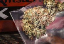 Amsterdam kier pa un di su districto uni den e prueba di cultivo nacional pa cannabis