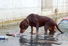 Bo mascota ta parti di bo famia, no lag’e bandona durante of despues di un horcan (Parti 4)
