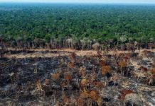 Brazil: Lula da Silva ta revela plan pa elimina deforestacion di Amazonia pa aña 2030