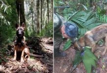 Colombia: Ehercito buscando cacho heroico cu a yuda haya muchanan den selva Amazonico