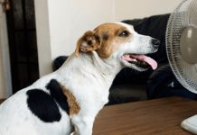 Sa e diferencia entre cansancio pa calor y insolacion