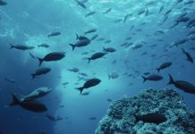 Dia Mundial di Oceano 2023; Ta tempo pa pone atencion na e oceano