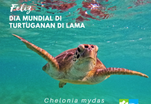 Dia Mundial di Turtuga di Lama; Kico tur nos por haci pa yuda e sorto aki pa sigui existi?