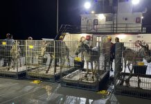 Cu e obhetivo di preserva e especie, Donkey Sanctuary Aruba a trece cuatro burico for di Bonaire