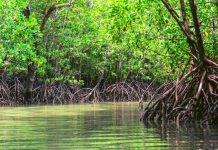 Directie Natuur en Milieu (DNM) a traha e SOP pa mantencion y cuido di Matanan di Mangel na Aruba