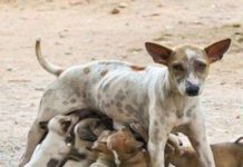 Corsou: Peticion contra asesinato di bestianan di caya