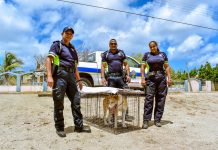 Campaña di prevencion ta inicia awe! Prome di september lo tin accion policial contra cacho riba caminda publico