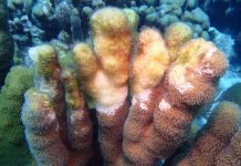 Aunke ainda no a declara estado di crisis Aruba ta den codigo preto pa coral