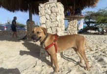 Ban yuda Scooby Doo haya un hogar