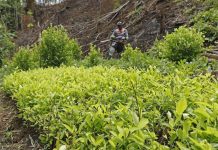 Colombia: Cultivonan di coca a kibra e record un biaha mas na aña 2022