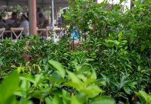 Minister Ursell Arends ta anuncia e establecimento di Stuurgroep Good Agriculture Practices (GAP)