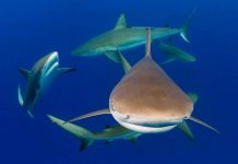 Wardadonan di Rif Silencioso: Lucha pa salba tiburon di rif di Caribe