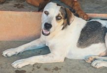 4 di october ta Dia Mundial di Bestia; Minister Arends: “Cu un problematica cu ta afectando nos tur ariba e isla aki, e ta importante pa nos realisa cu un cambio di mentalidad so nos por yega na un impacto positivo”