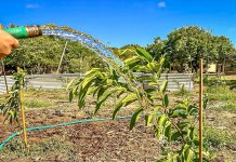 A inicia campaña di Syntropic Agroforestry pa scolnan basico