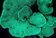 Cu un potret na Aruba, Argentino a gana premio como miho fotografo di naturalesa na mundo