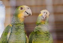 Fundacion Parke Nacional Aruba (FPNA) y partners ta tuma accion pa reintroduci e Lora na Aruba