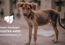 Fundacion Stimami Sterilisami ta alcansa casi 35,000 sterilisacion