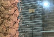 Malhechornan a horta y vandalisa decoracionnan di Pasco den caya grandi