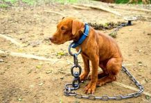 Minister di Naturalesa: “Situacion di cacho y pushi riba caya ta alarmante y mester busca origen di e problema”