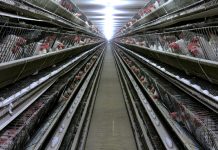 Suecia su productor di webo mas grandi lo mata tur galiña despues di brote di salmonella frecuente