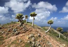 A descubri poblacion scondi di palma Kabana di Corsou