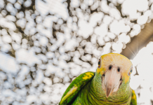Aruba ta reintroduci e sorto protegi pa ley bescherming inheemse flora en fauna desde 2017; Amazona Barbadensis