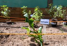 Ministerio di naturalesa ta lansa proyecto di agricultura cu 13 Scol