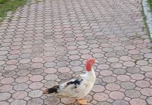 Pato den mal estado di salud mester di ayudo