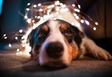 Temporada di kimamento di klapchi a cuminsa: Tips importante pa mantene e mascotanan sigur y trankil den e dianan di fiesta binidero