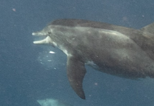 Varamento di tonino na Eagle Beach: Con pa yuda (Parti 2)