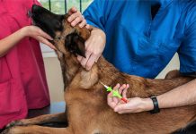 Yamado na comunidad pa ta un doño responsabel y microchip bo mascota