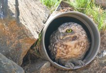 Aruba Birdlife Conservation ta haci yamado pa un turismo mas responsabel