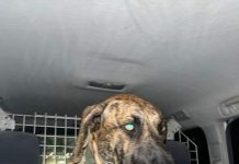 Cacho Fila Brasilera cu a drenta cura di hotel a spanta hopi turista